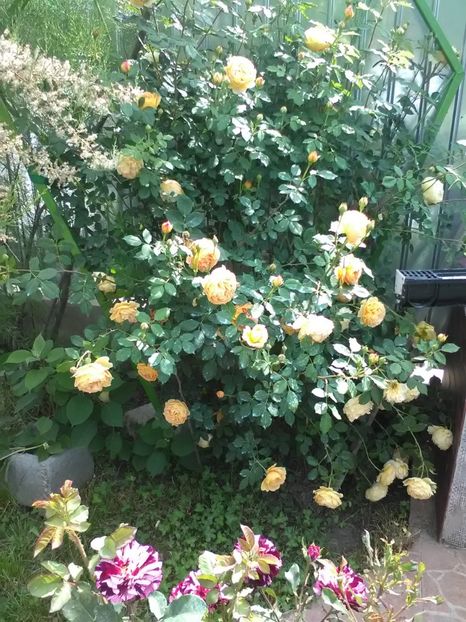  - Trandafiri mai 2018