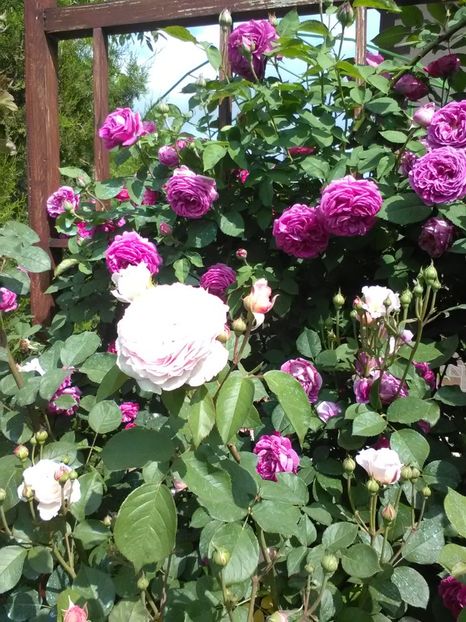  - Trandafiri mai 2018