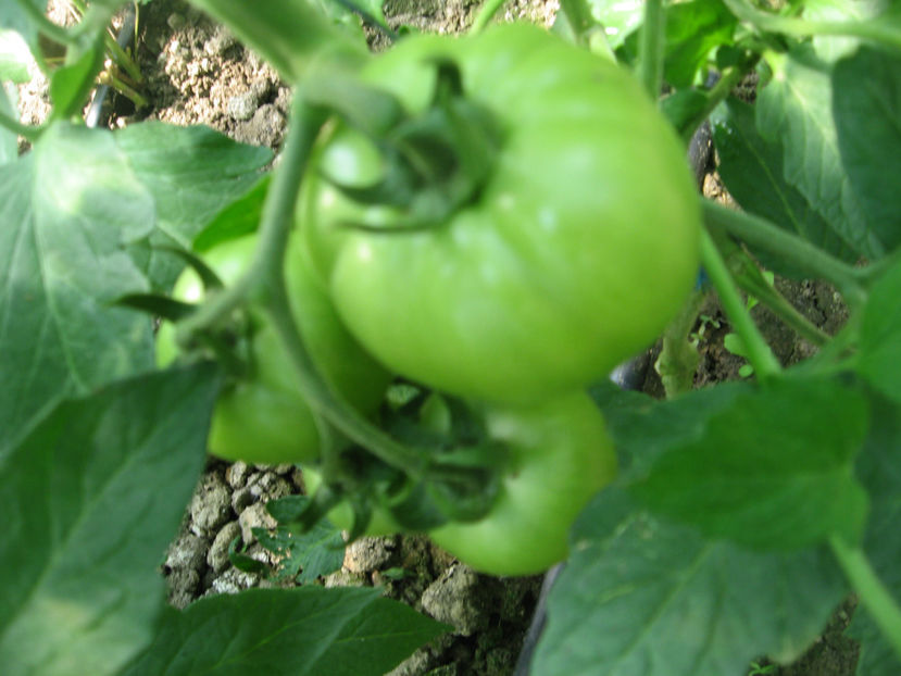 Solar1 Roze - Imagini 26 Mai 2018