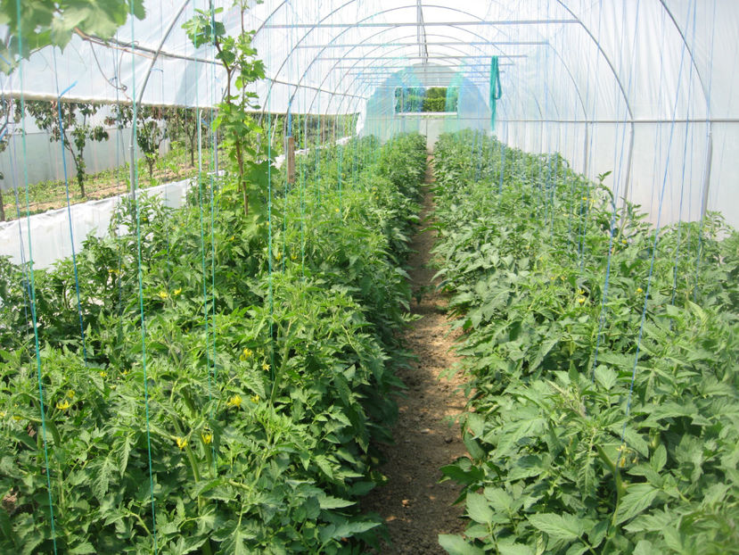  - Imagini 26 Mai 2018