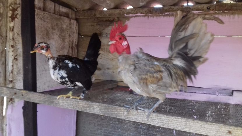 Noul meu cocos - 1 Toate Gaini pitice pe care le-am avut