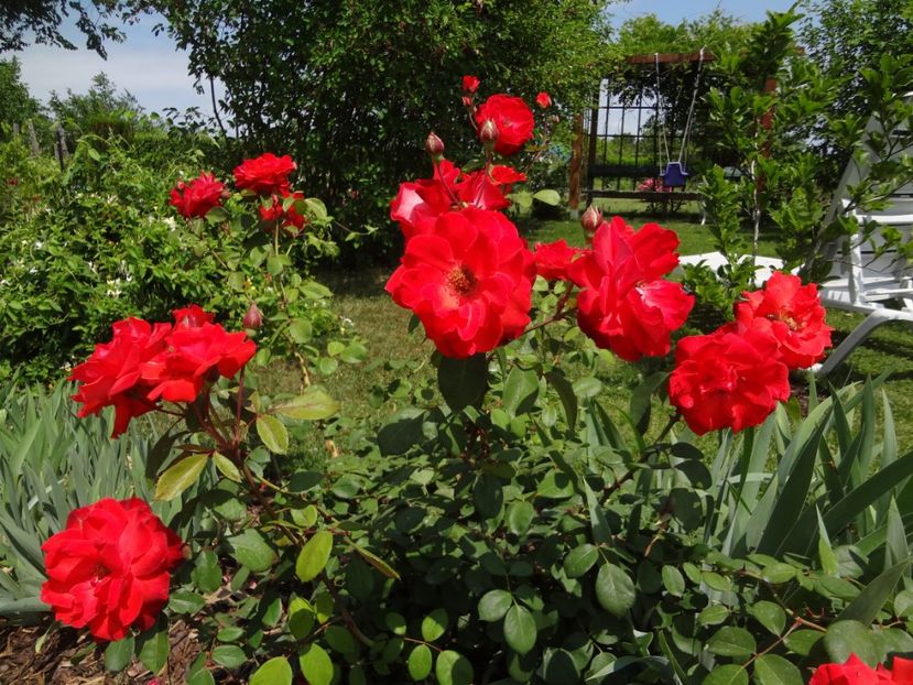 Foc de tabara - Wagner - Foc de Tabara