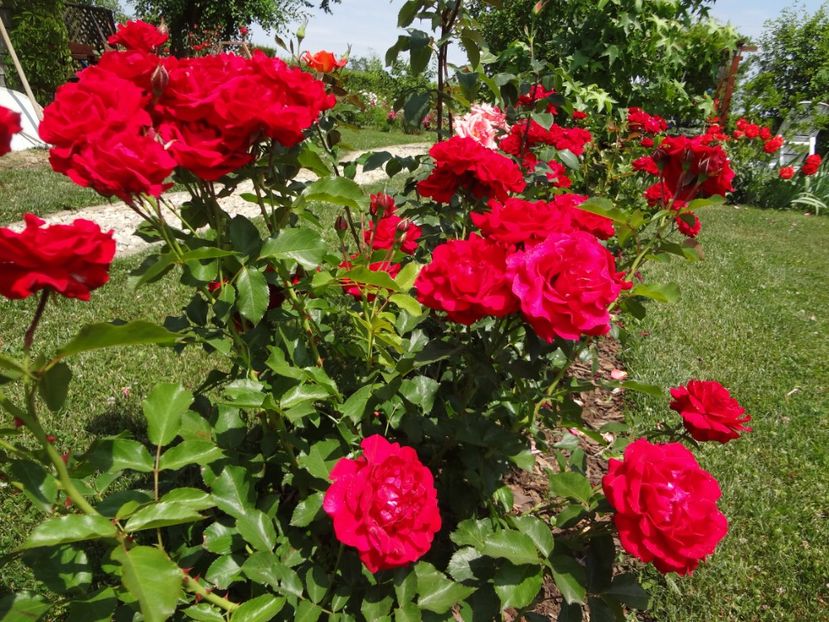 Nina Weibull - Gradina mea 2018