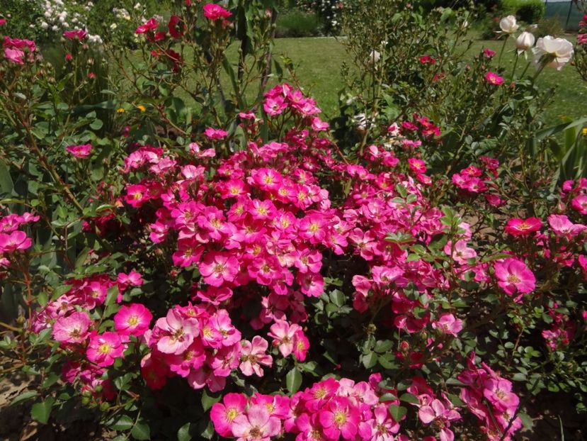 Lupo - Kordes - Lupo