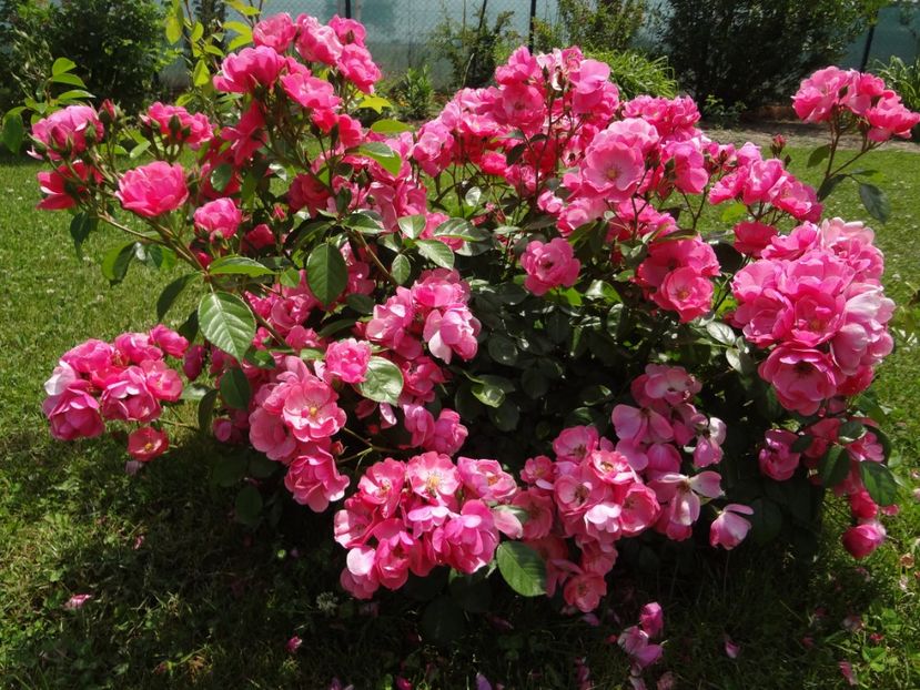 Angela - Gradina mea 2018