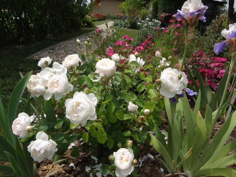  - Austin - Glamis Castle