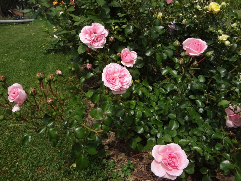 Home & Garden - Gradina mea 2018