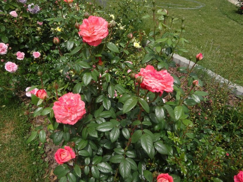 Queen of Hearts - Gradina mea 2018