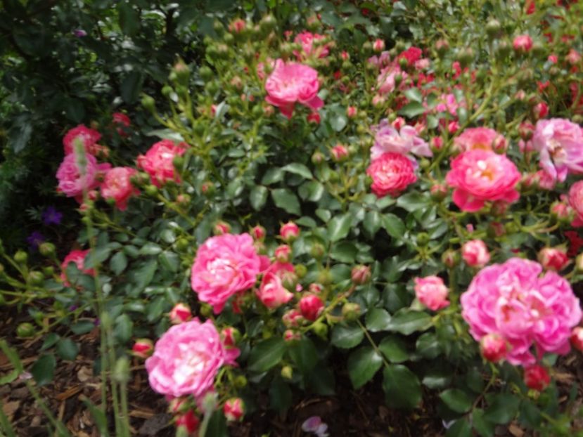 Charmant - Gradina mea 2018