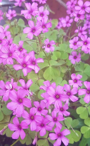  - Florile mele din Anglia