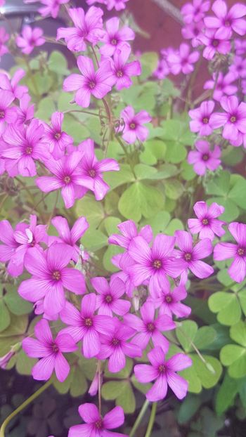  - Florile mele din Anglia