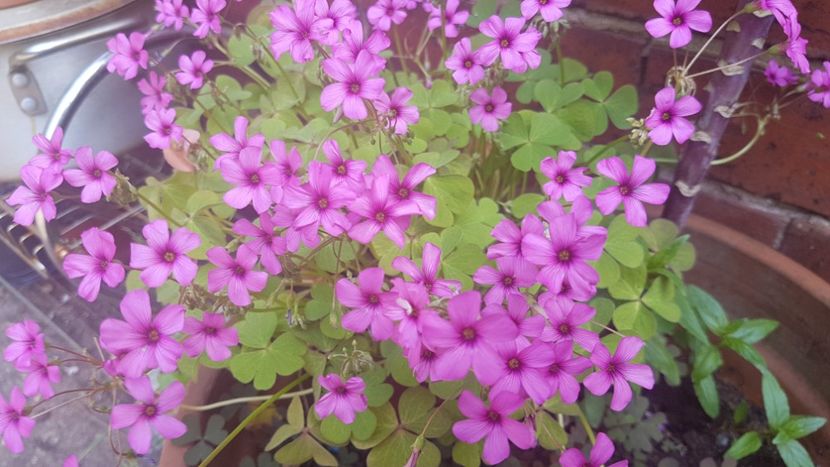  - Florile mele din Anglia