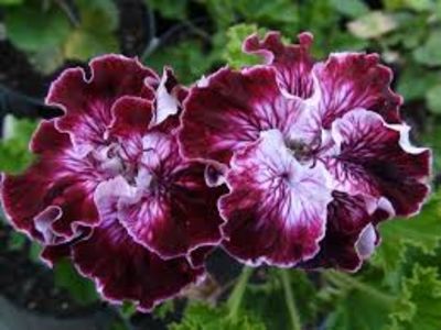 marquionesse of bute-20 - provizoriu