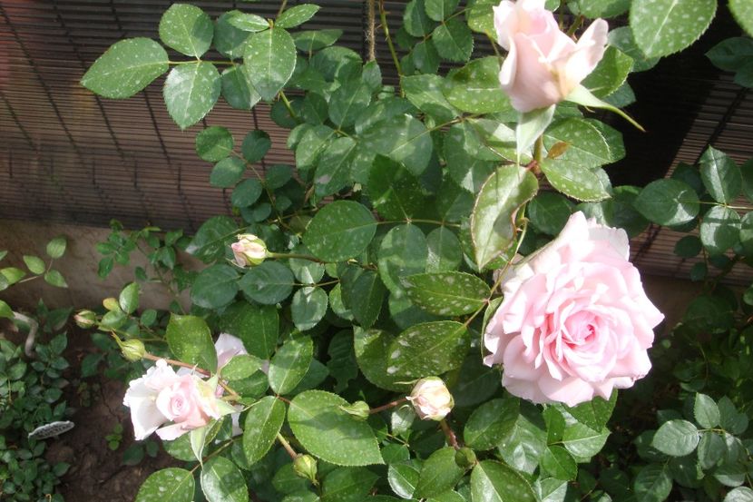  - Alexandra Princesse de Luxembourg