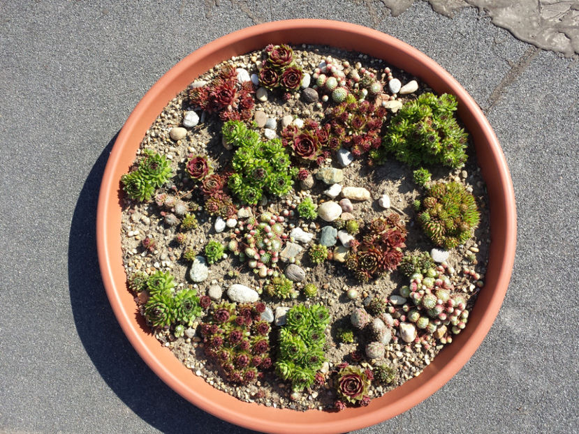  - Sempervivum - 2018 - 2020