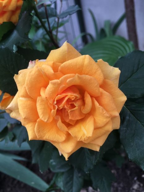 9CF07693-BE7E-4363-A0CA-145958AB34A7 - Fahra