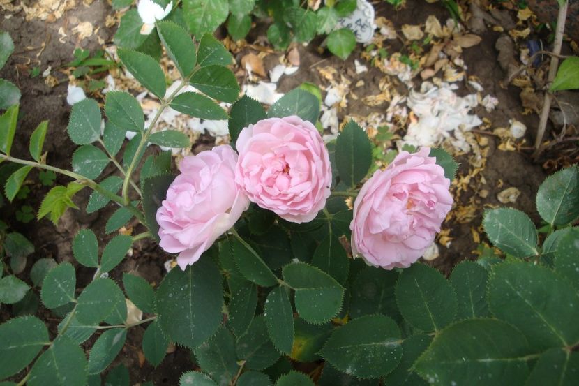  - Konigin von Danemark