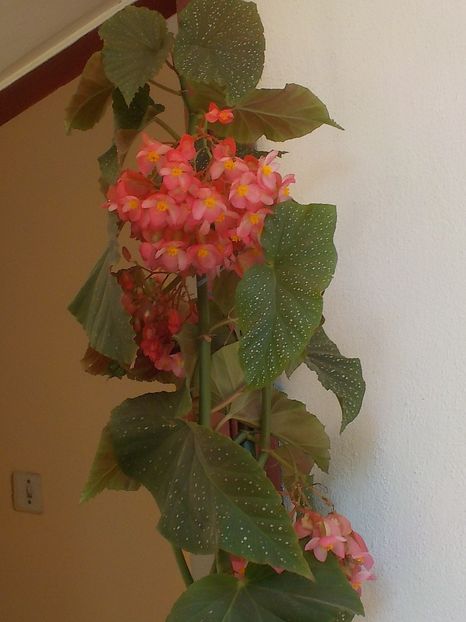  - begonia lucernae