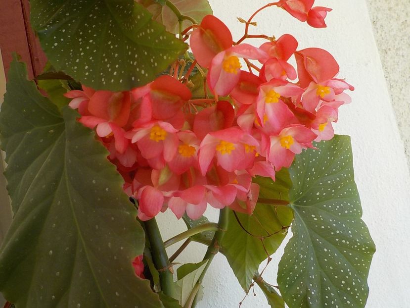  - begonia lucernae
