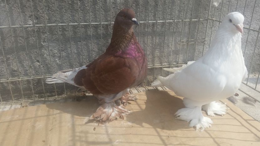  - ROMAGNOLI PORUMBEI