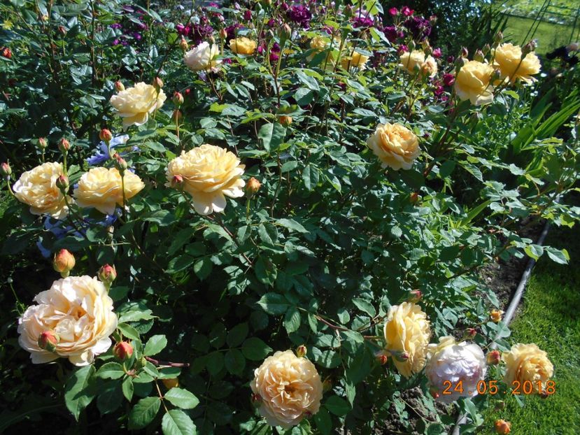 24.05.2018 - Golden Celebration