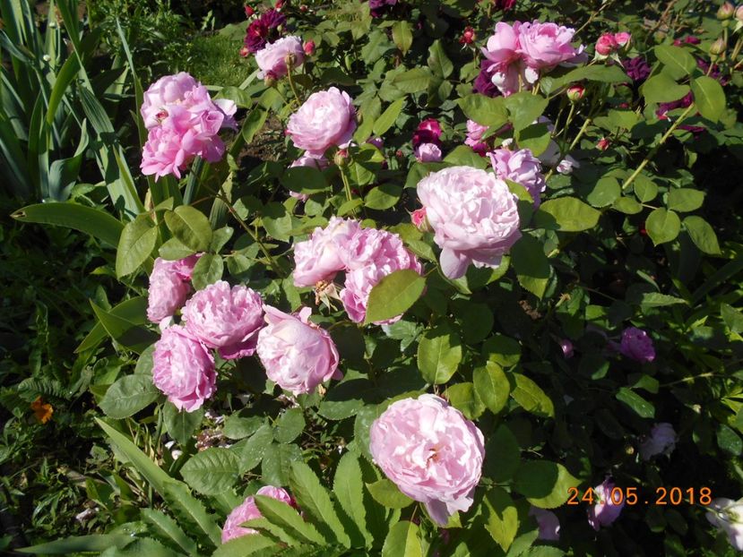 24.05.2018 - Mary Rose