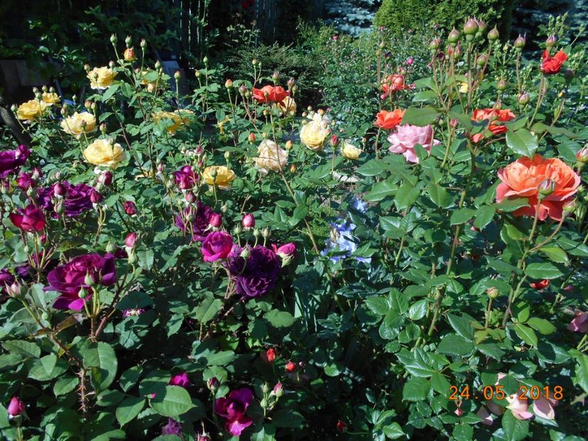  - 3Trandafiri 2018