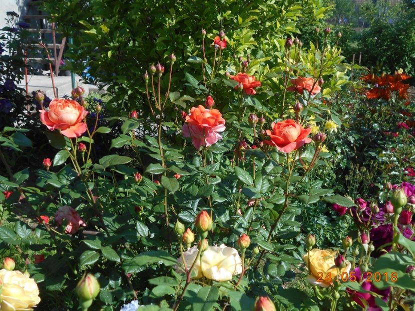  - 3Trandafiri 2018