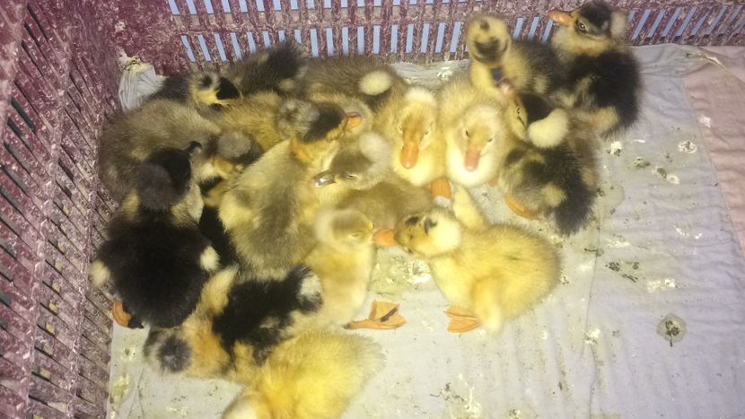 A86B94E3-5A24-4FBE-AC22-A3DF9699B575 - Ratuste cu mot