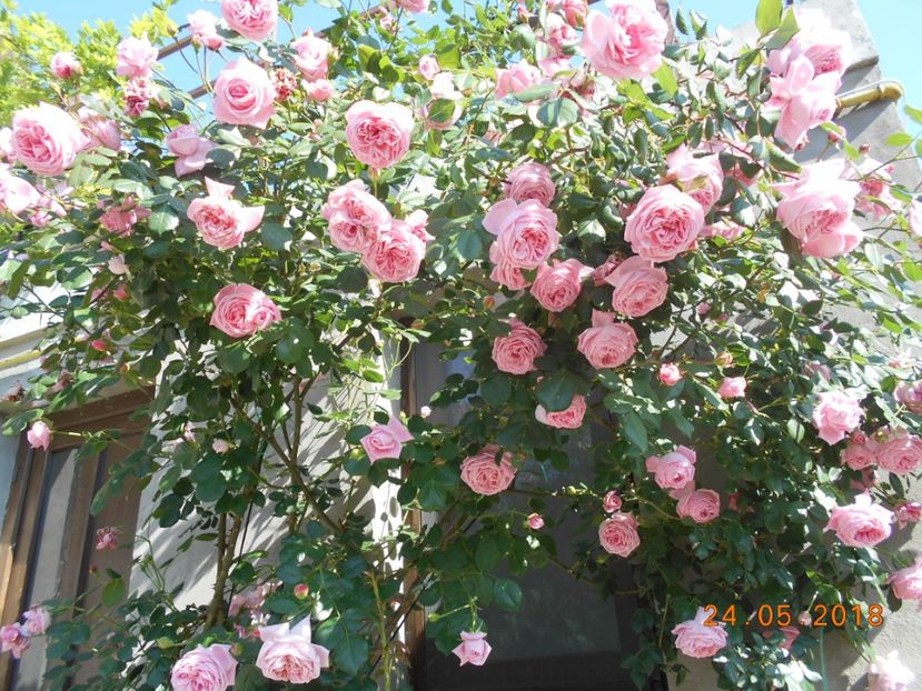 Coral Dawn - 3Trandafiri 2018