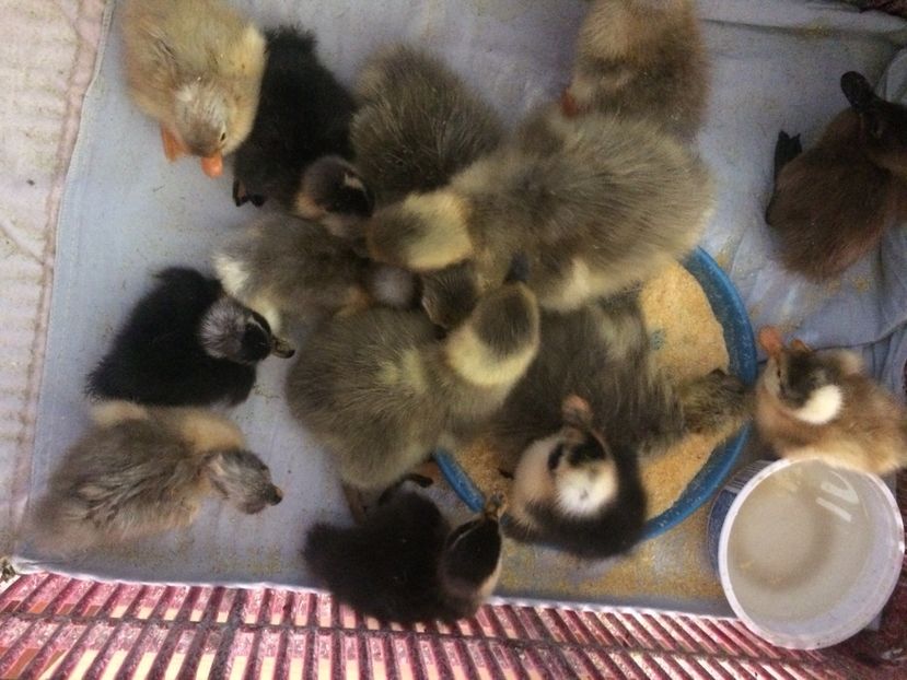 boboci 2018 - Ratuste cu mot