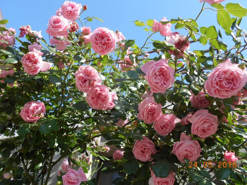  - 3Trandafiri 2018