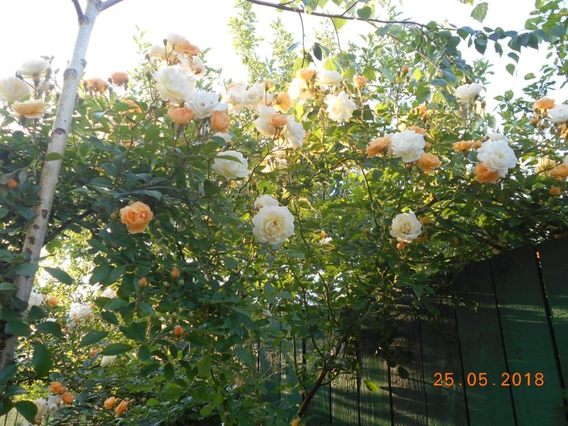  - Ghislaine de Feligonde