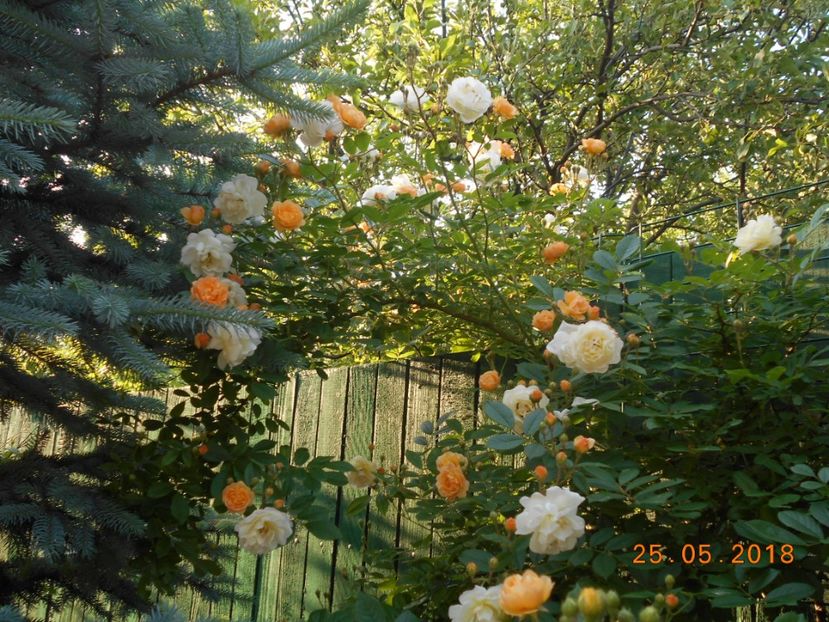  - Ghislaine de Feligonde