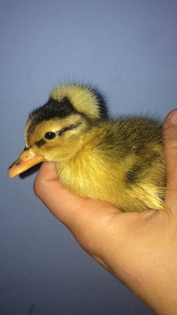 DFC97D99-BAFC-4692-BF67-902C02542752 - Ratuste cu mot