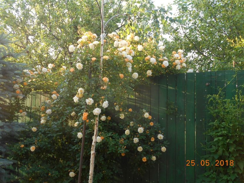  - 3Trandafiri 2018