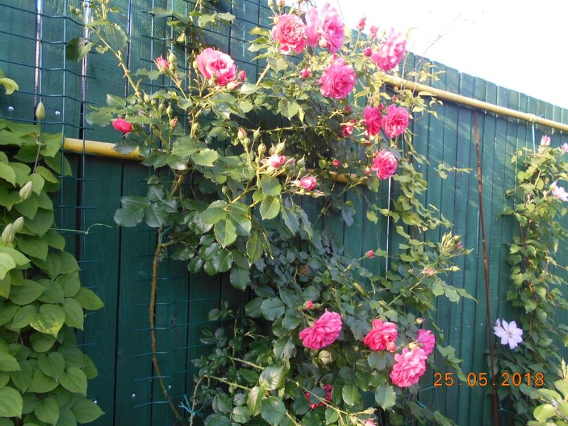 Rosarium Uetersen - 3Trandafiri 2018