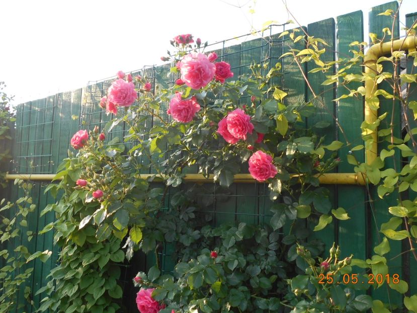  - Rosarium Uetersen