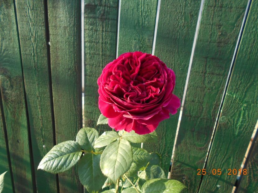 falstaf - 3Trandafiri 2018