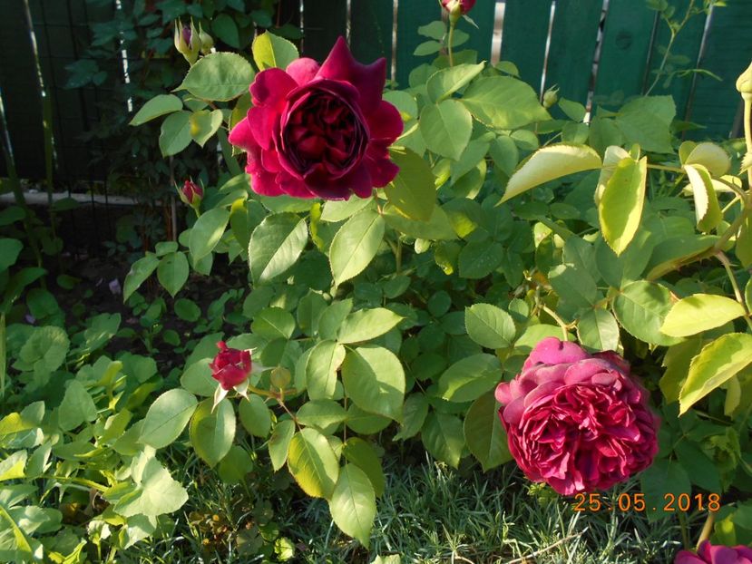 W S 2000 - 3Trandafiri 2018