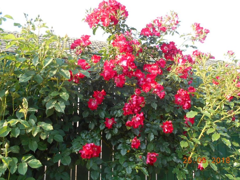 Dortmund - 3Trandafiri 2018