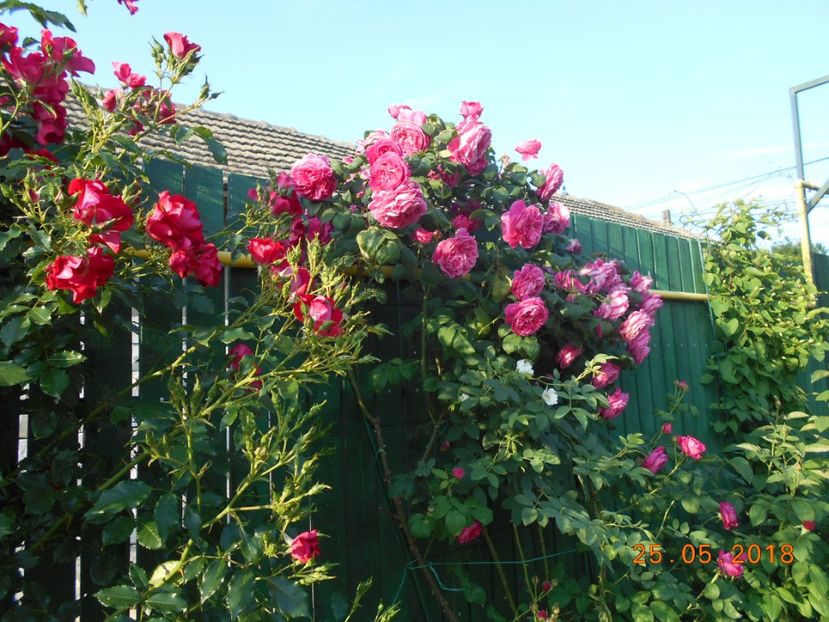 - 3Trandafiri 2018