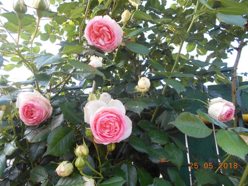 Eden Rose - 3Trandafiri 2018