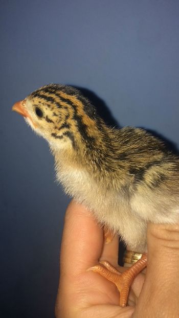 29BE00E3-42A7-480E-B209-EFB901AA5700 - Bibilici colorate