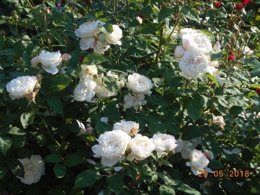 Winchester Cathedral - 3Trandafiri 2018