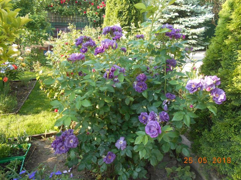 Rhapsody in blue - 3Trandafiri 2018