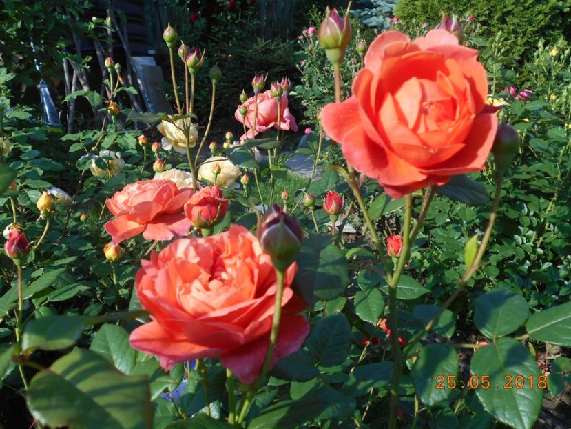 25.05.2018 - Summer Song