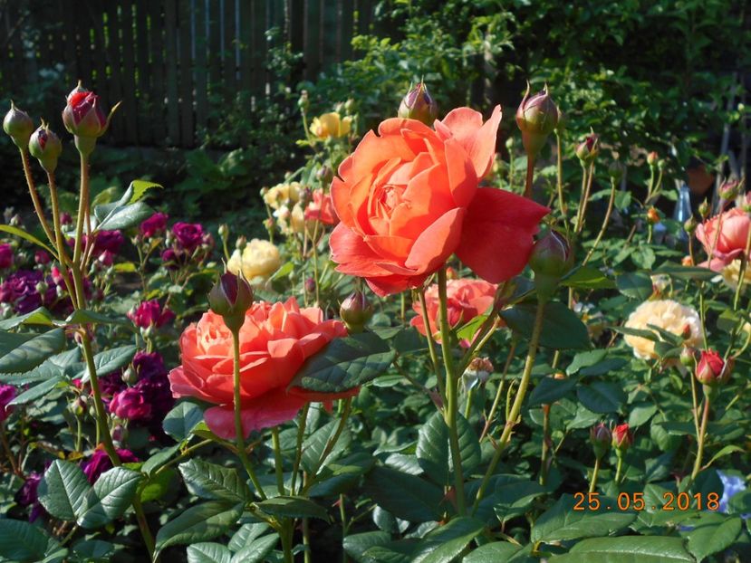 Summer Song - 3Trandafiri 2018