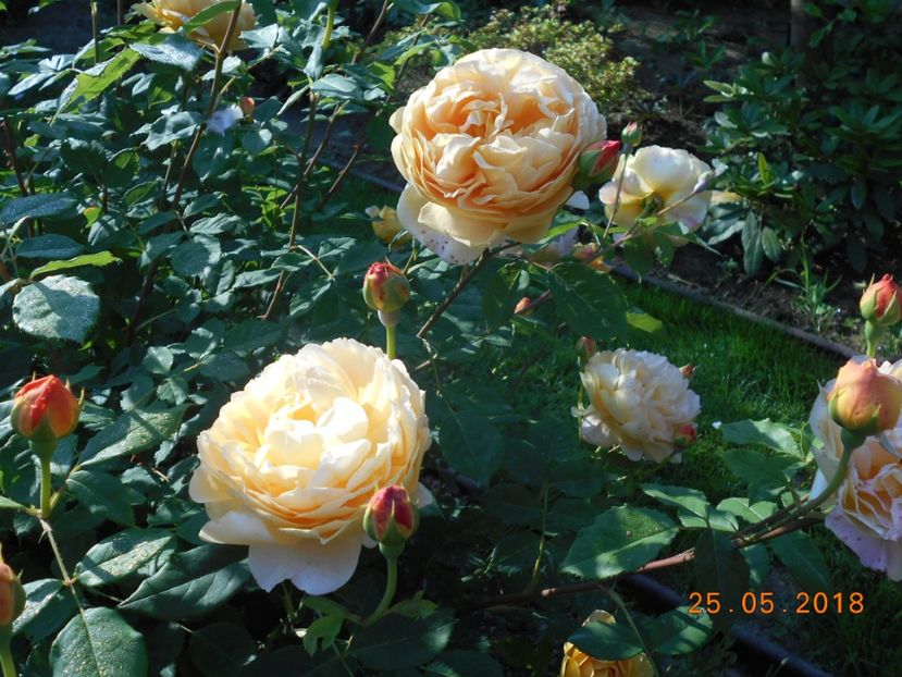 25.05.2018 - Golden Celebration