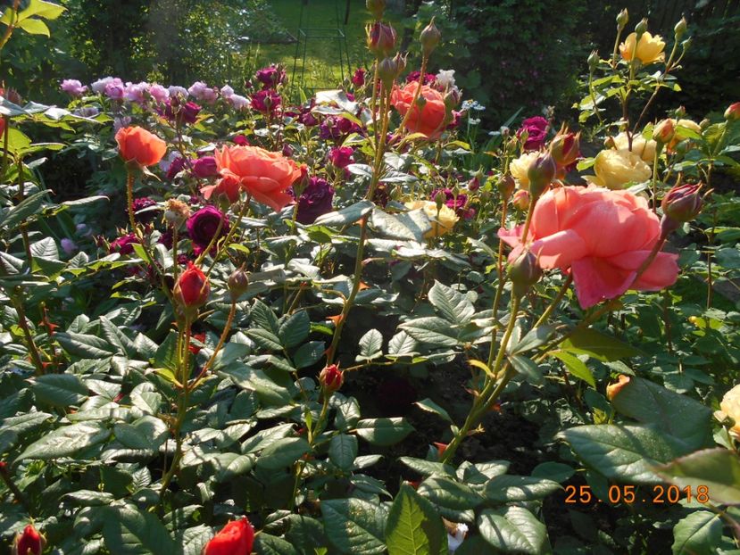  - 3Trandafiri 2018
